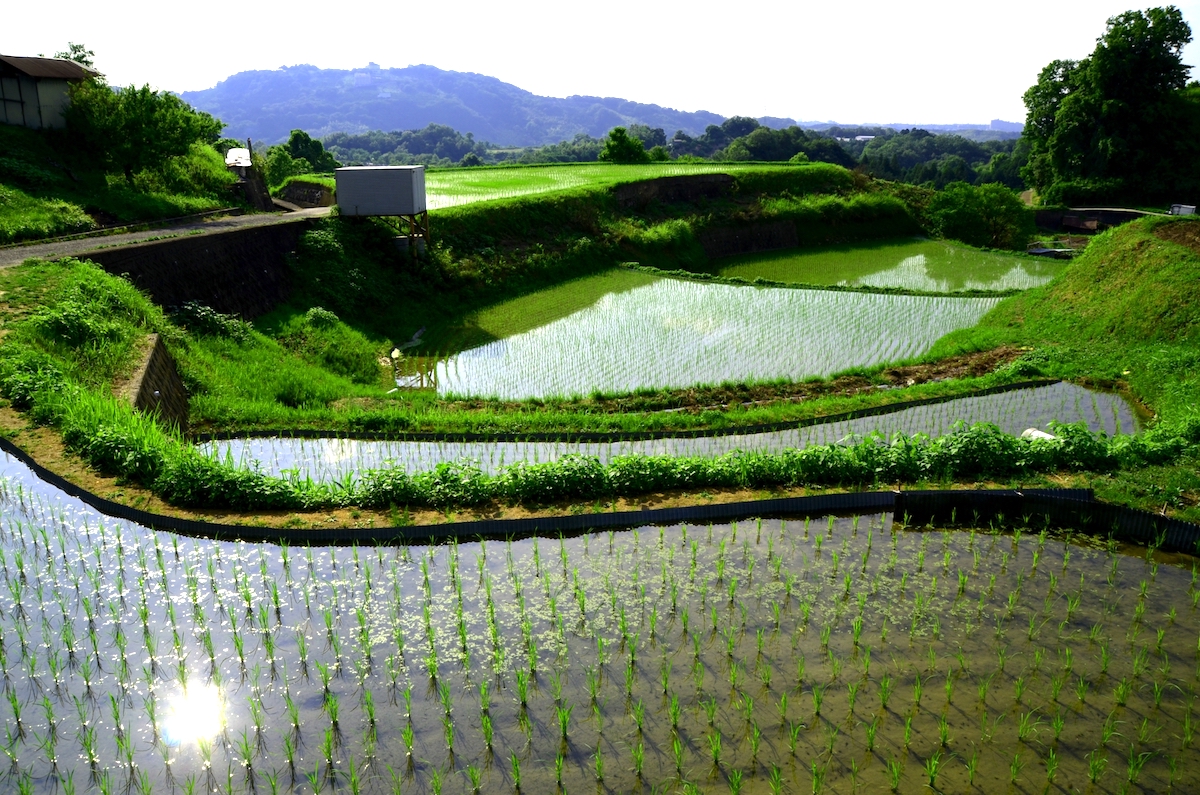下赤阪の棚田