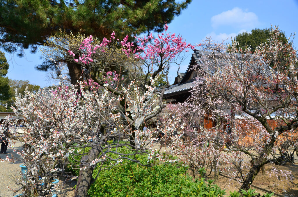道明寺天満宮・梅園
