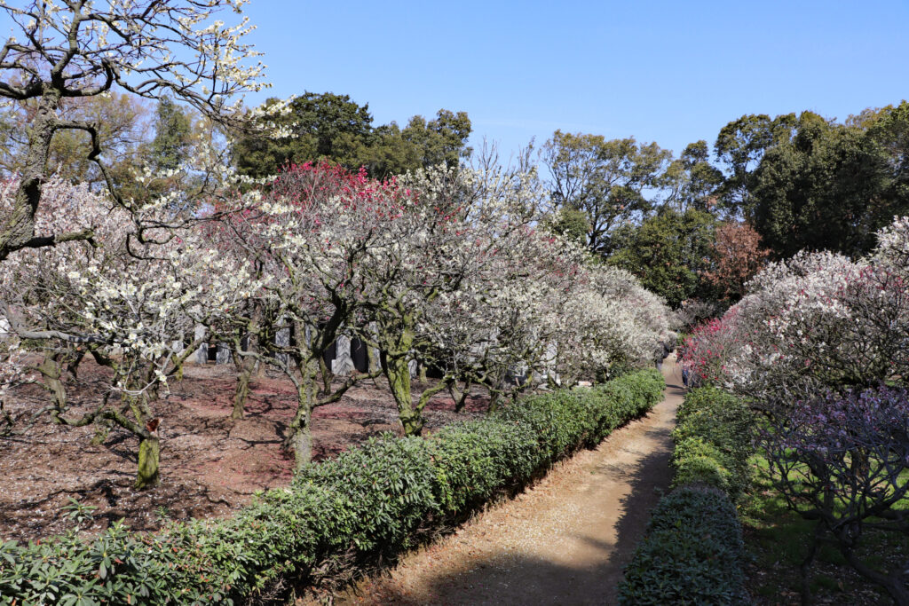 道明寺天満宮・梅園
