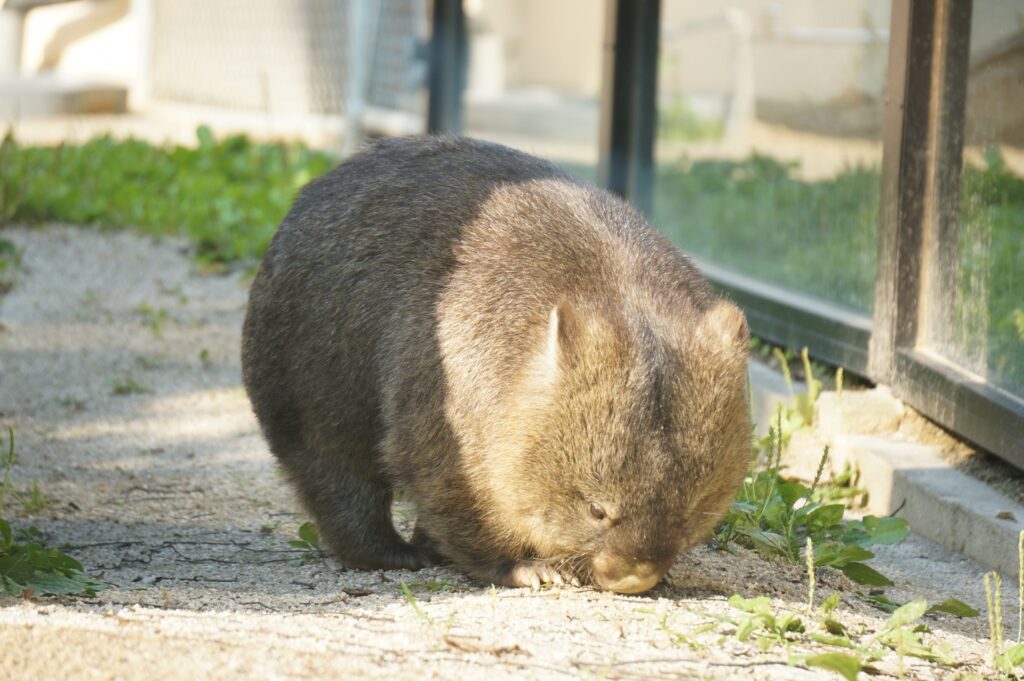 五月山動物園