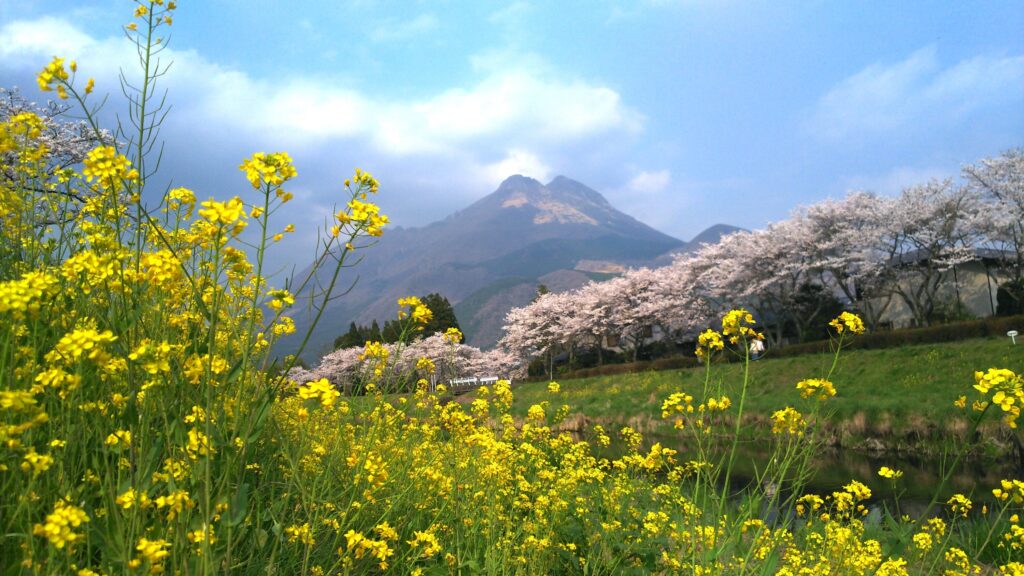 大分川河畔緑地（大分川の桜並木）