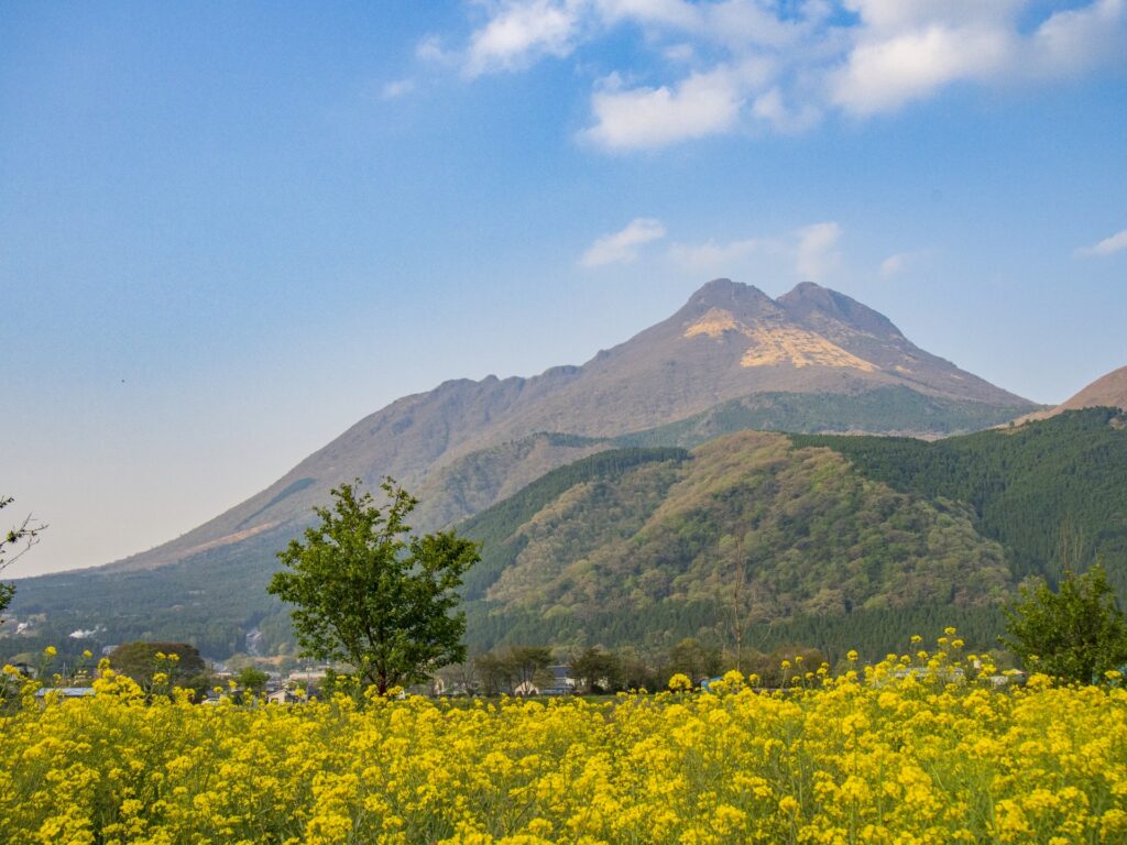 大分川河畔緑地（大分川の桜並木）