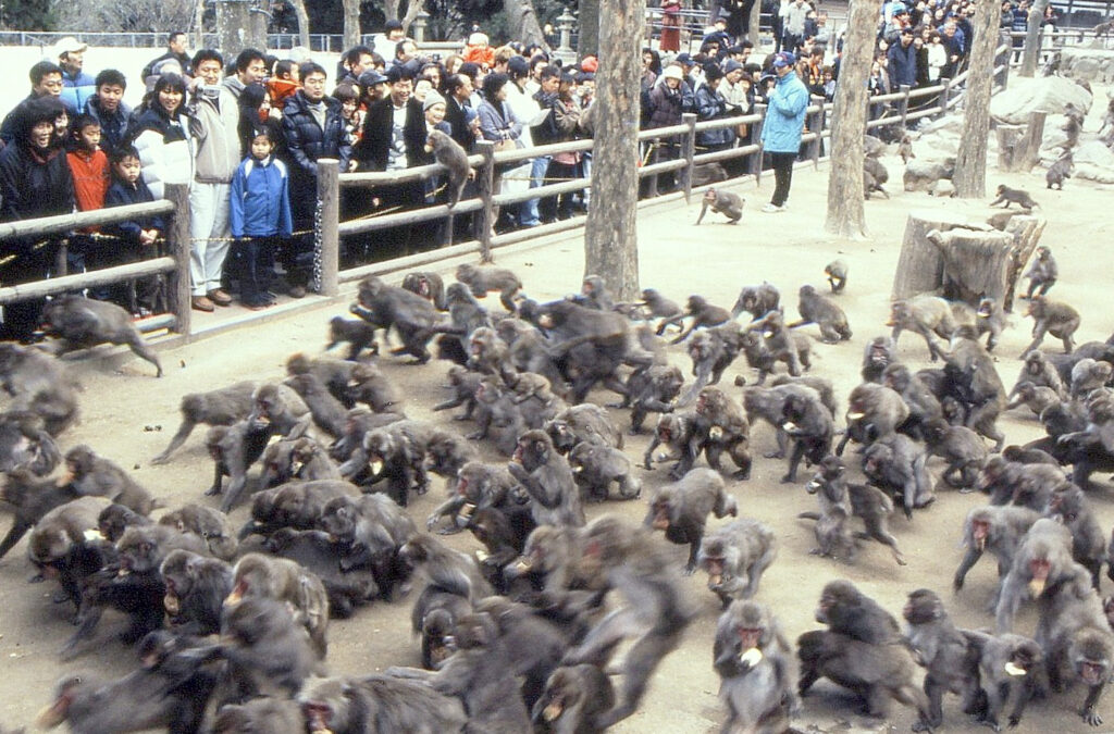 高崎山自然動物園