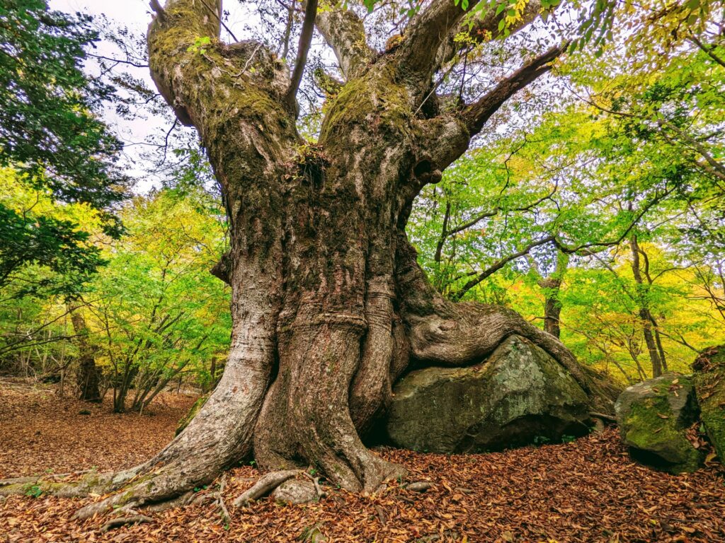 黒岳原生林