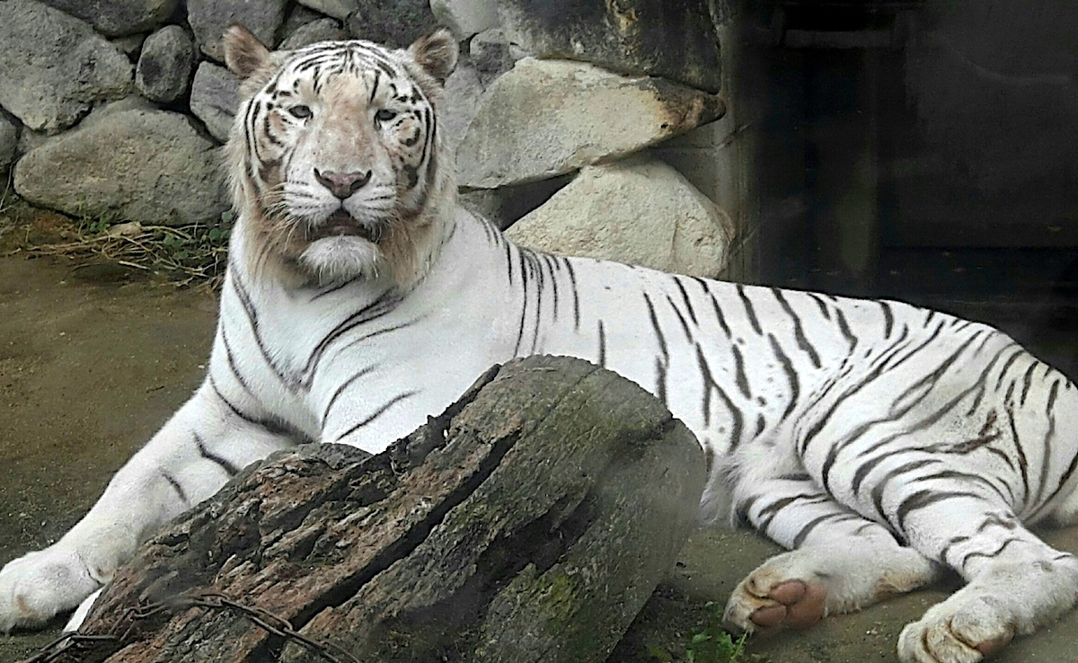 東武動物公園