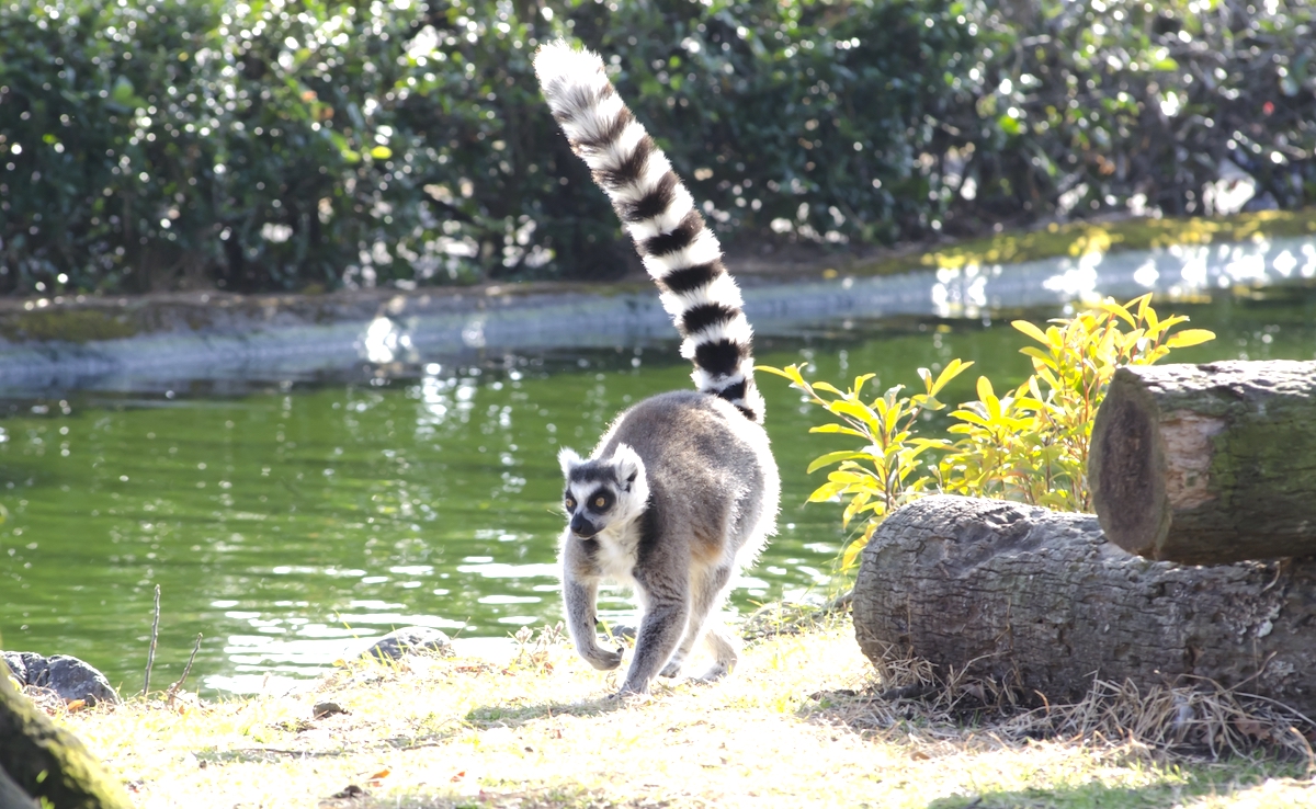 東武動物公園
