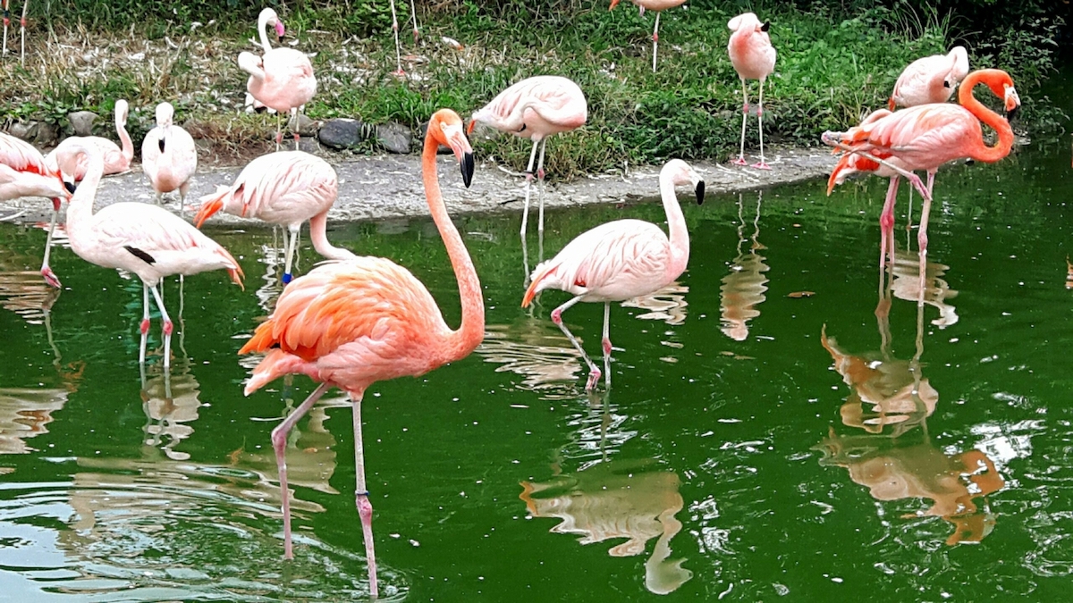 東武動物公園
