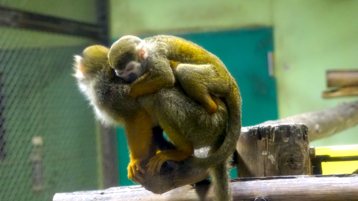 東武動物公園