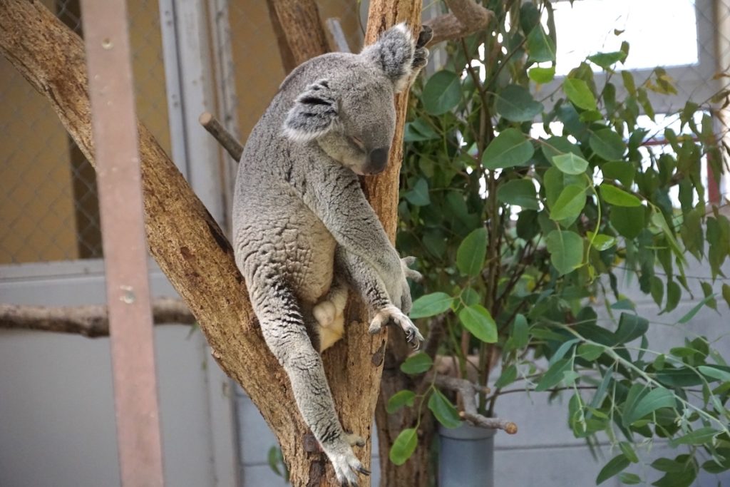 埼玉県こども動物自然公園