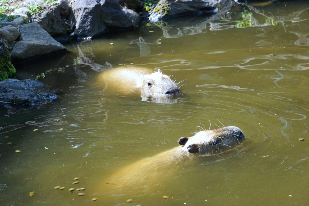 埼玉県こども動物自然公園