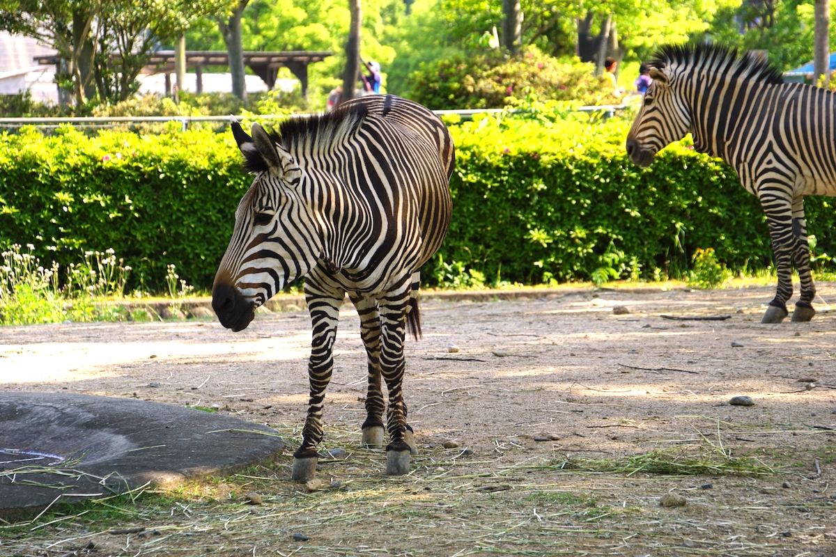 埼玉県こども動物自然公園
