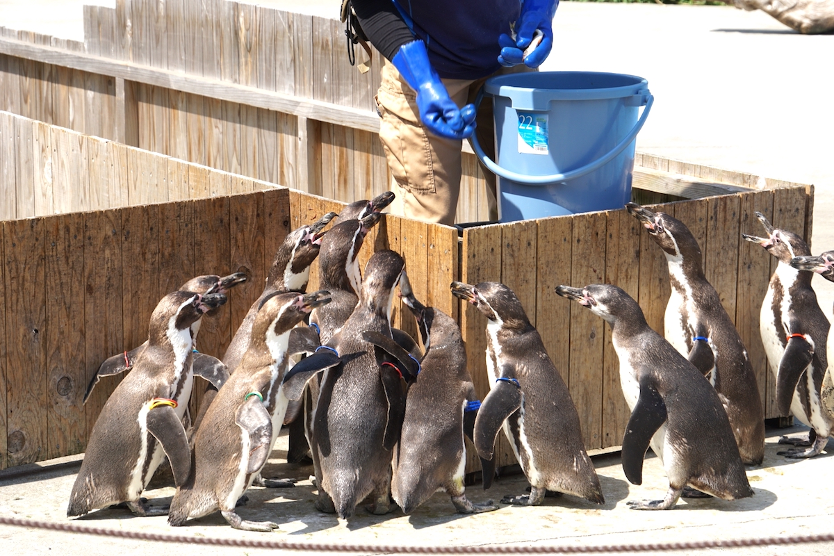 埼玉県こども動物自然公園