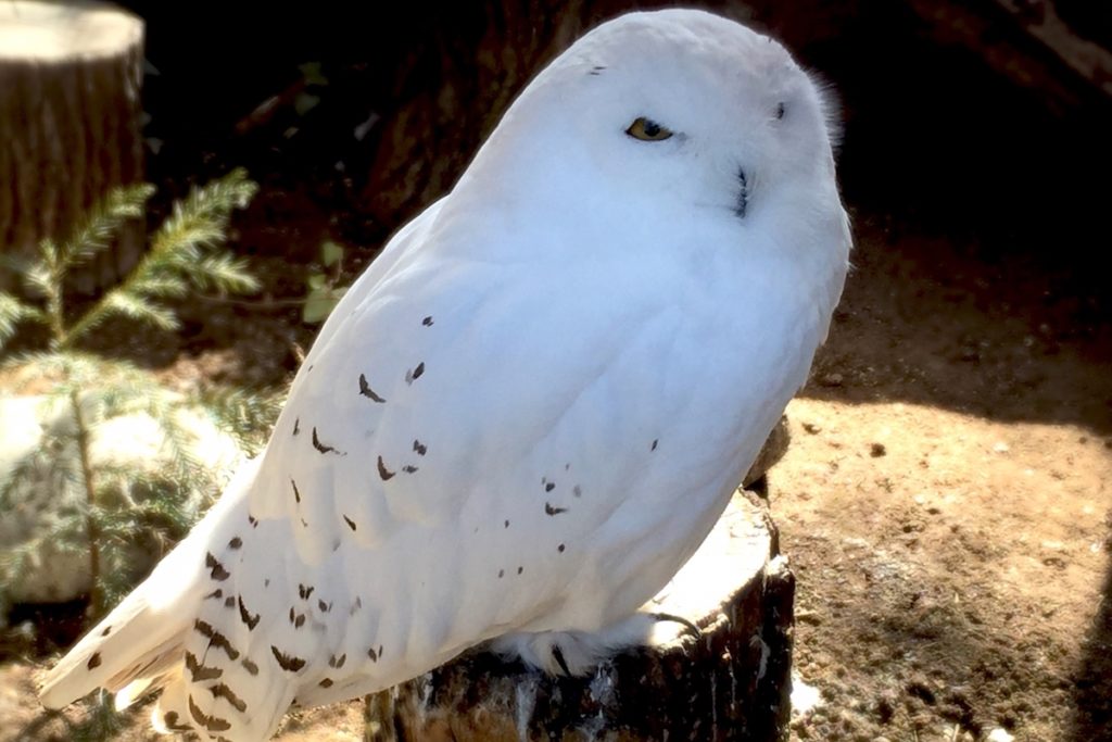 埼玉県こども動物自然公園
