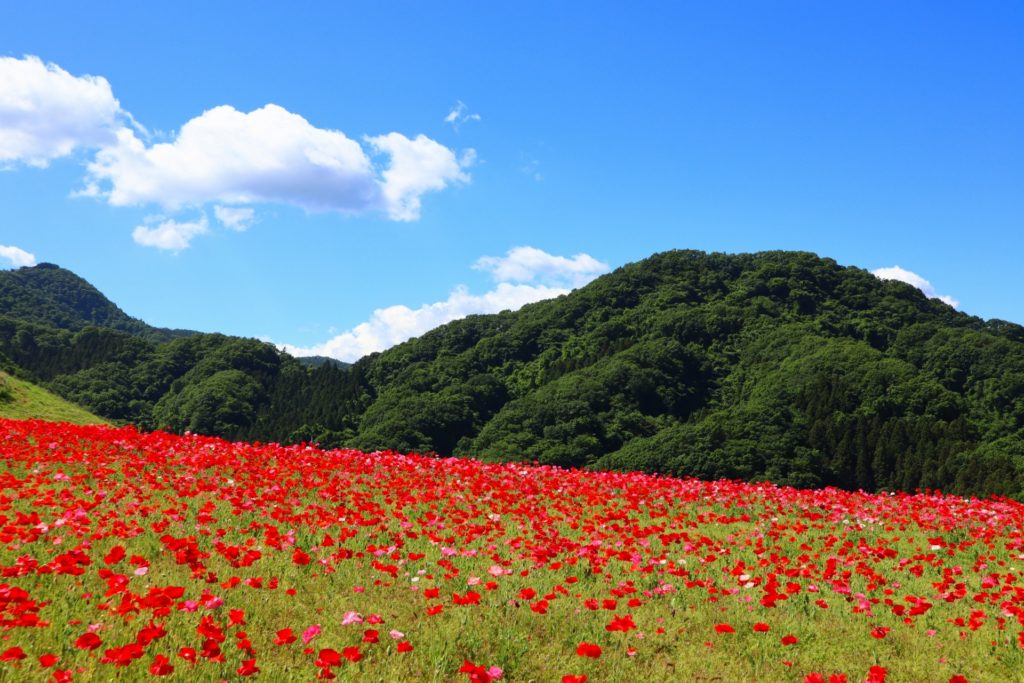 秩父高原牧場（彩の国ふれあい牧場）