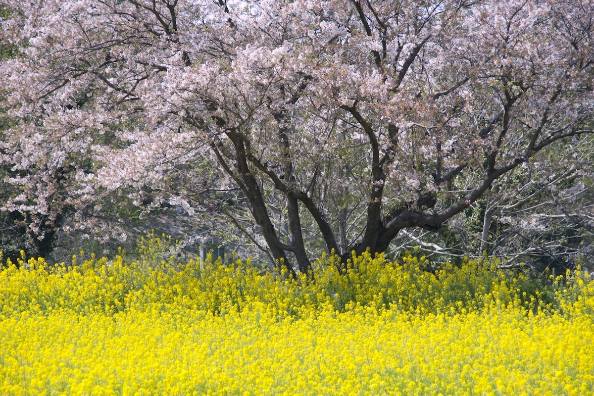 権現堂桜堤
