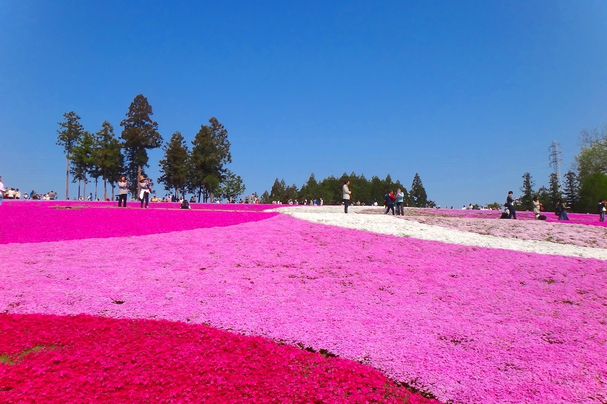 羊山公園芝桜の丘