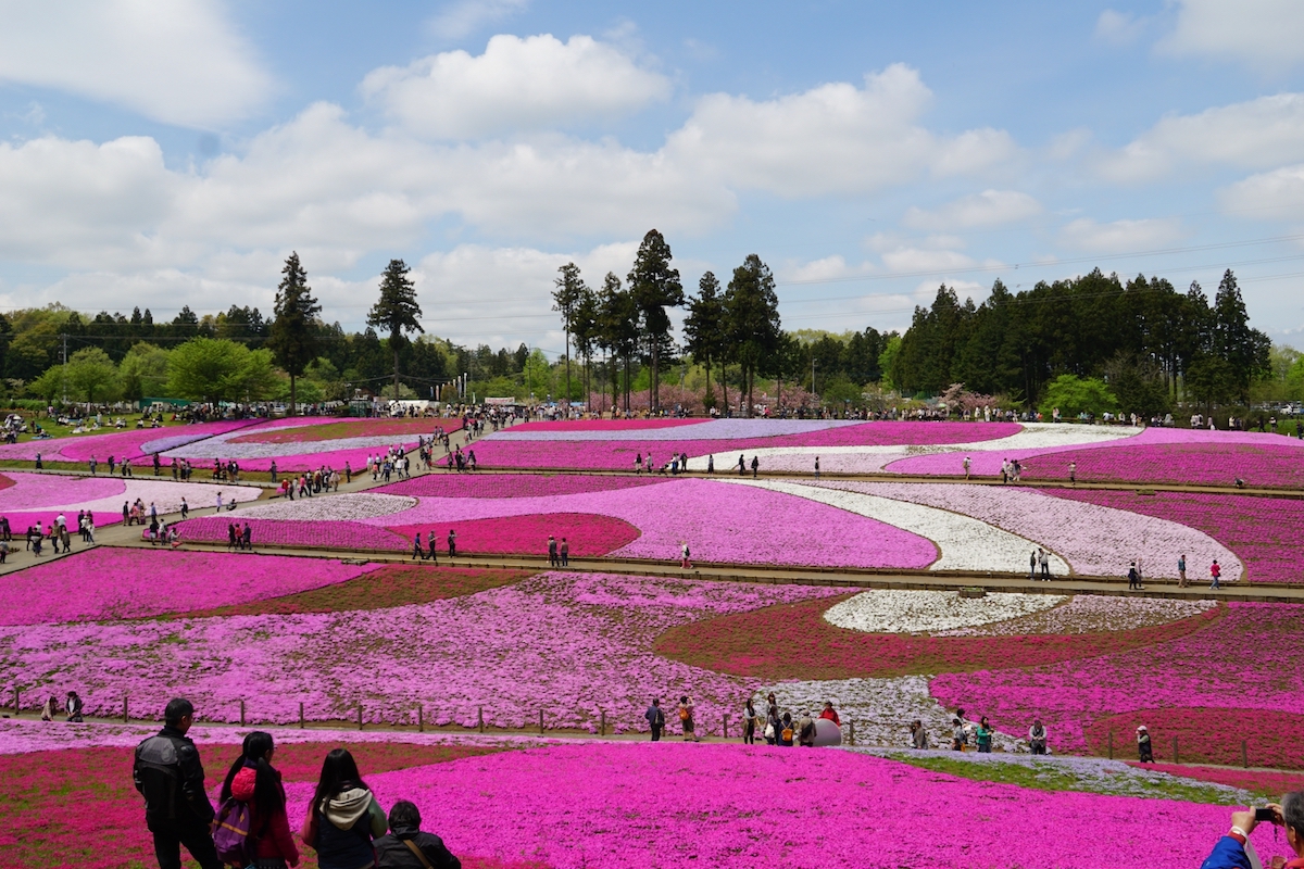 羊山公園芝桜の丘
