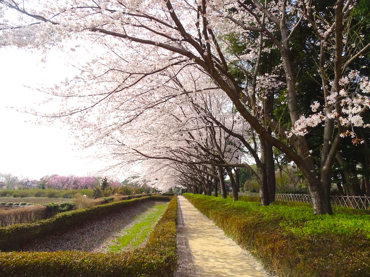 赤山陣屋