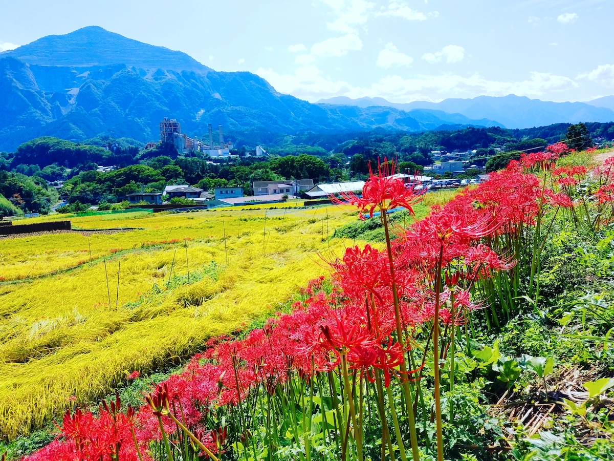 寺坂棚田