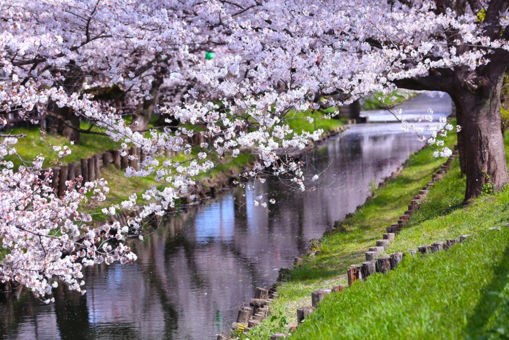 新河岸川の桜並木