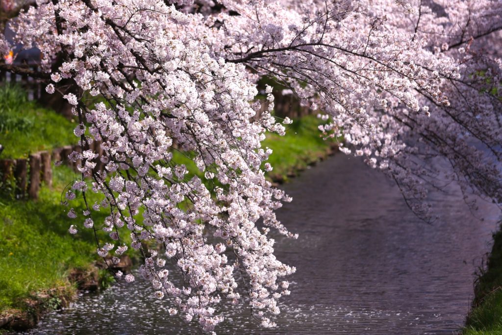 新河岸川の桜並木