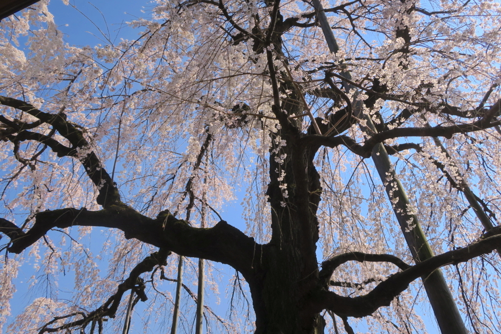 慈眼寺のしだれ桜