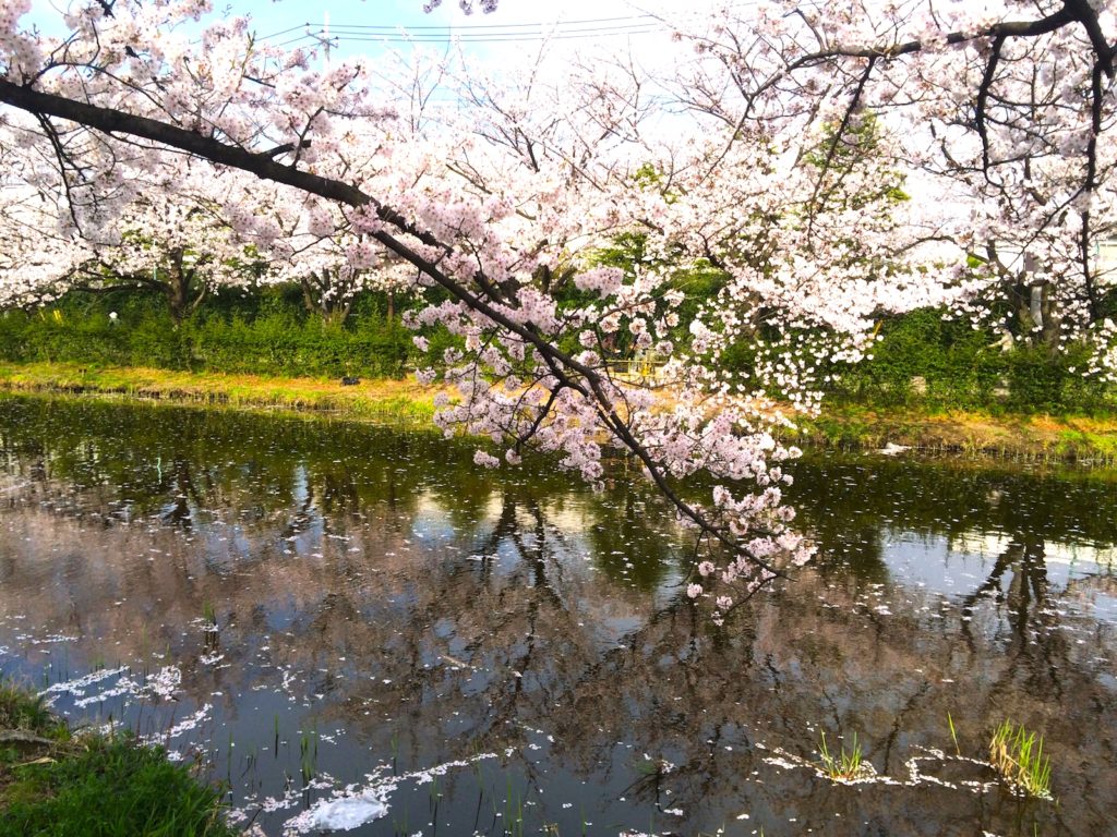 葛西用水桜並木