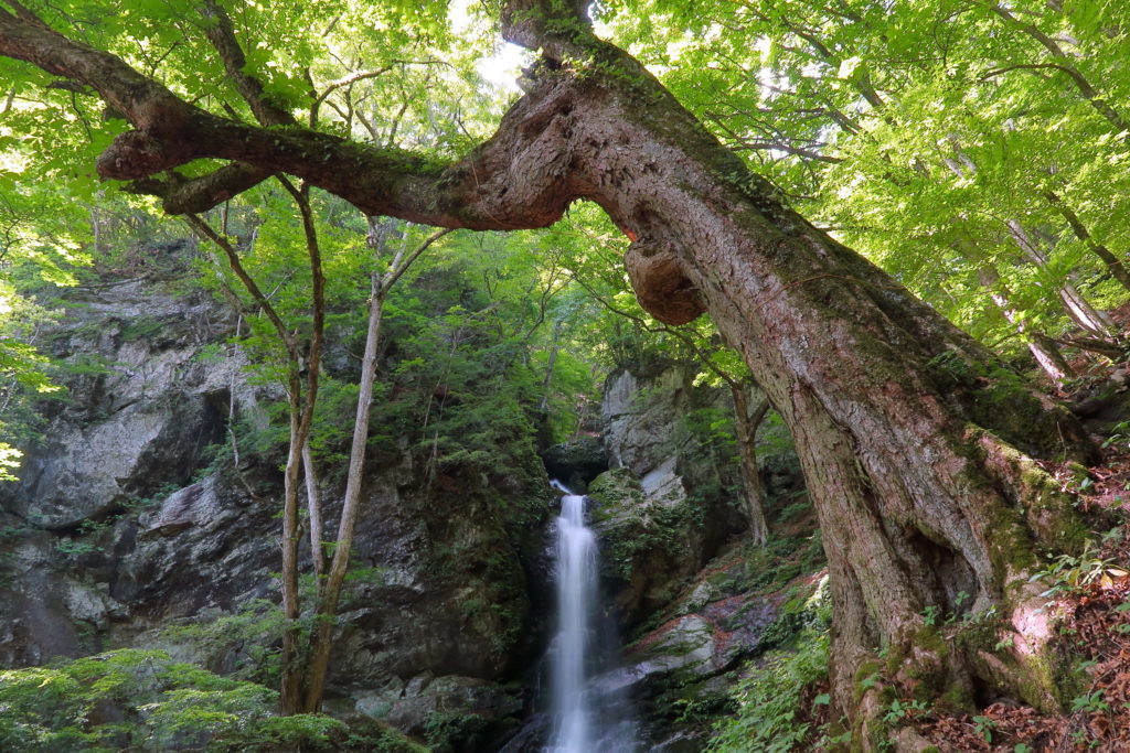 大除沢不動滝