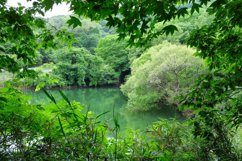 霧ヶ谷津池（鐘撞堂山ふるさとの森）