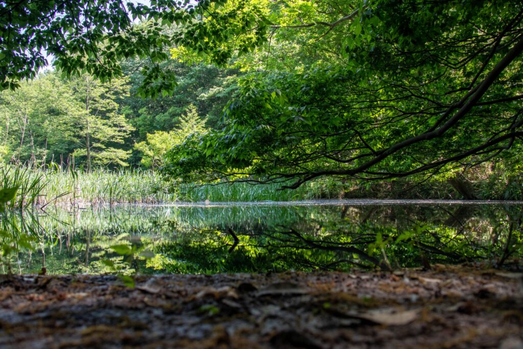 北本自然観察公園