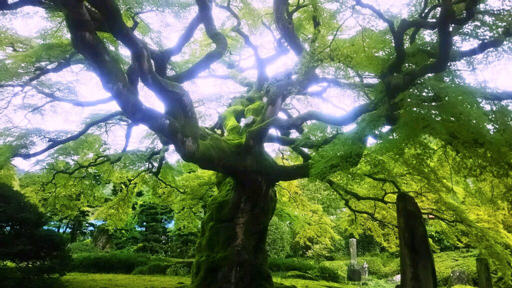 西善寺のコミネカエデ