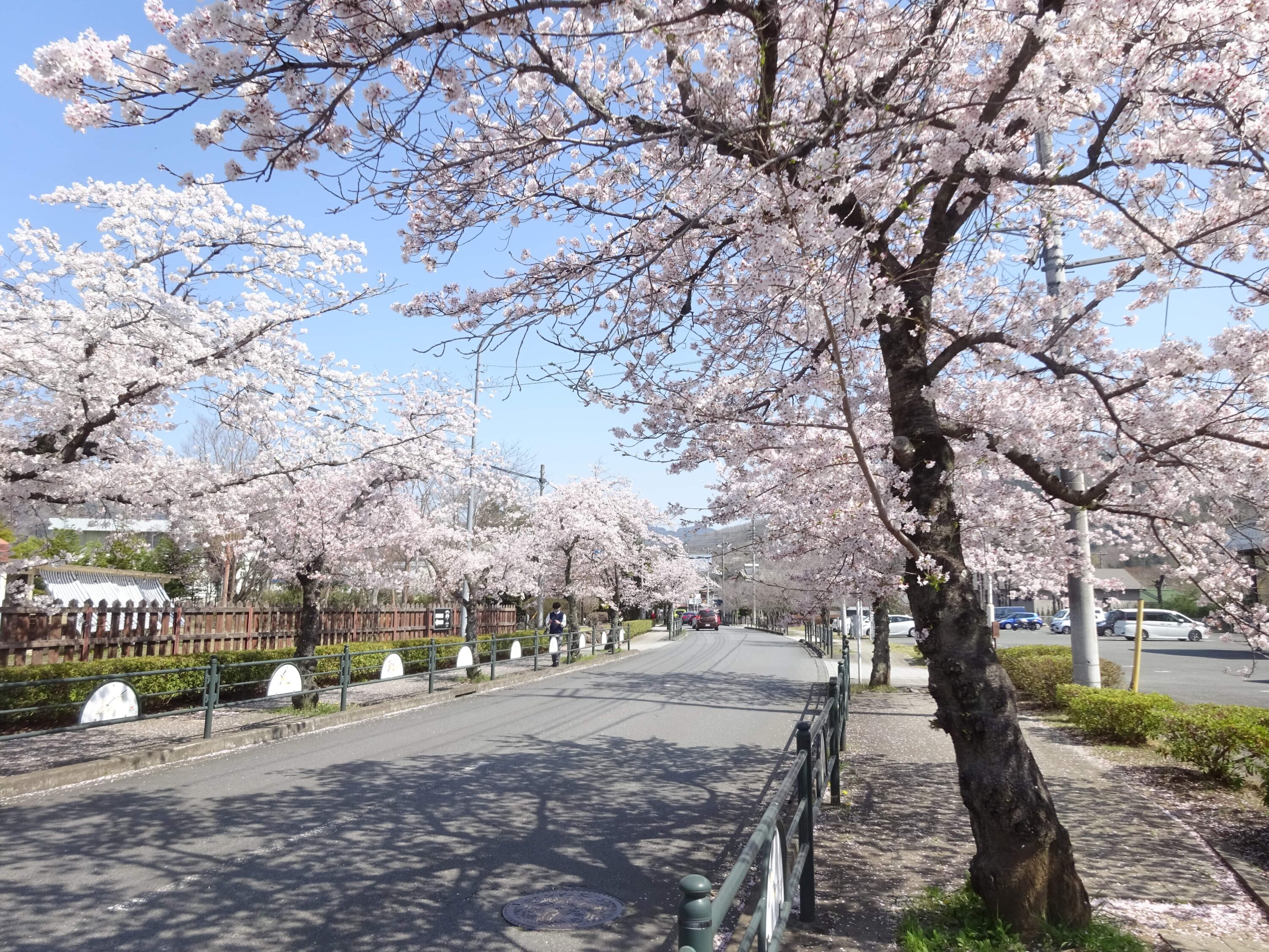 北桜通り