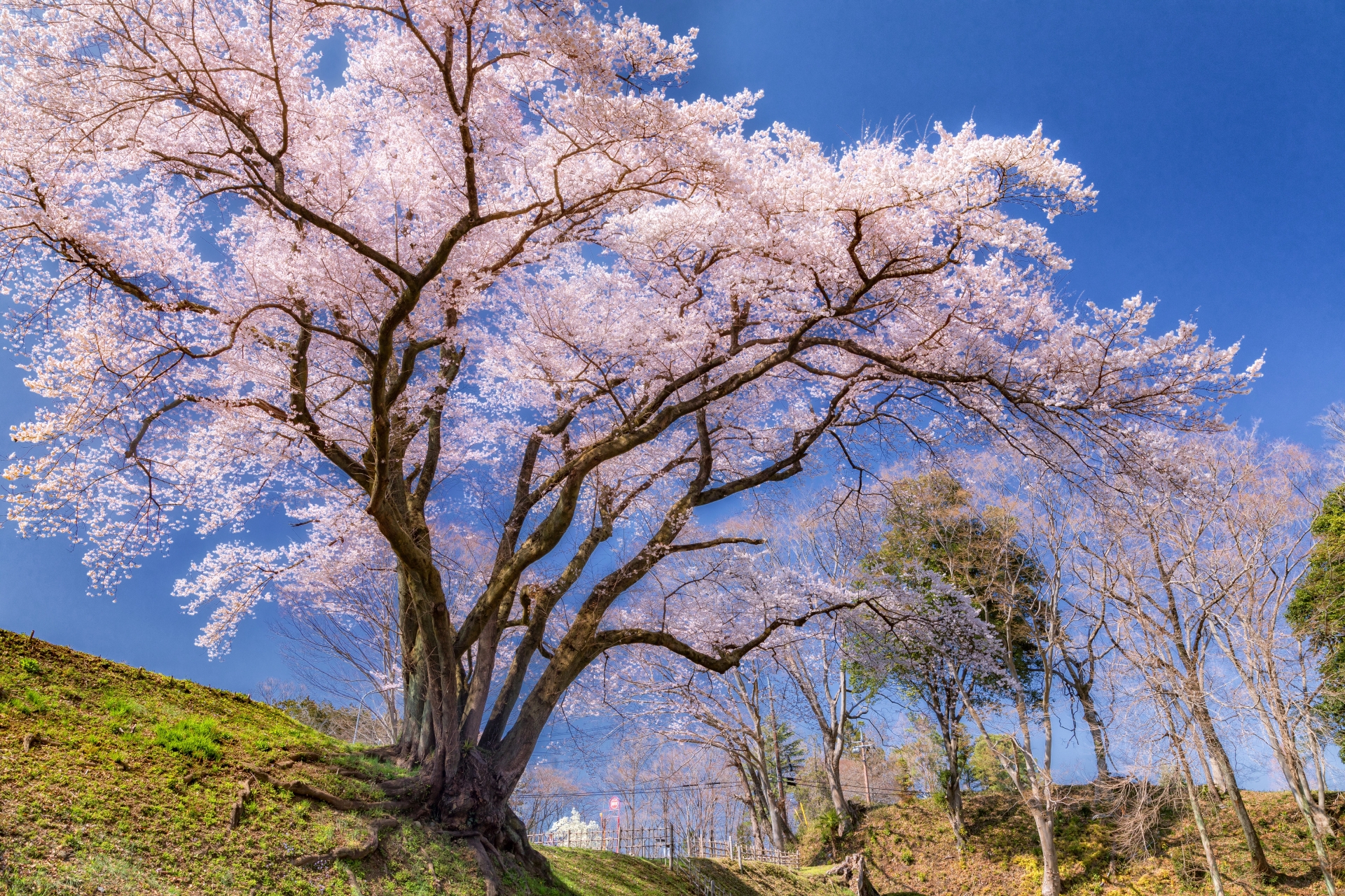 鉢形城の桜（氏邦桜）