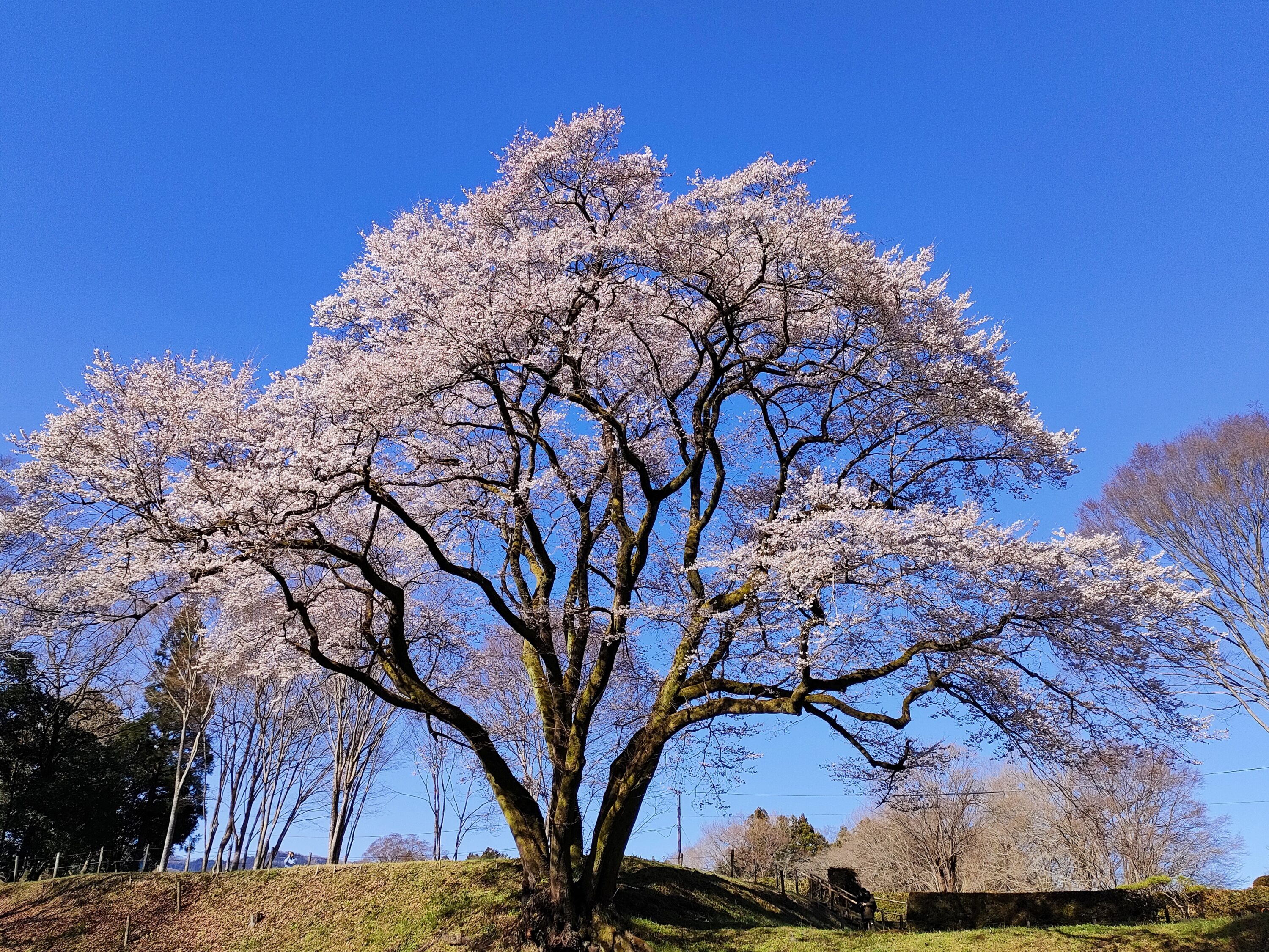 鉢形城の桜（氏邦桜）