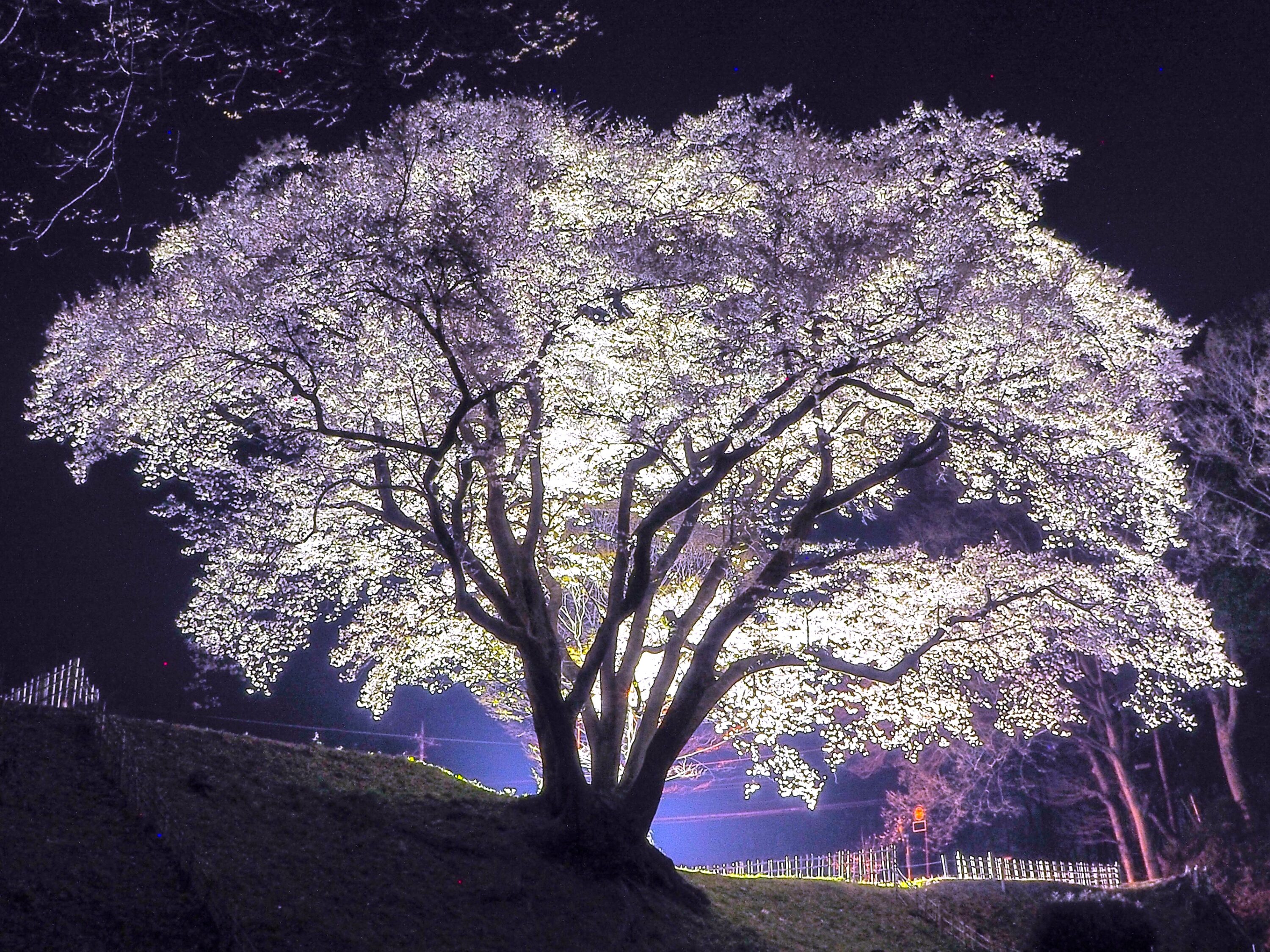 鉢形城の桜（氏邦桜）