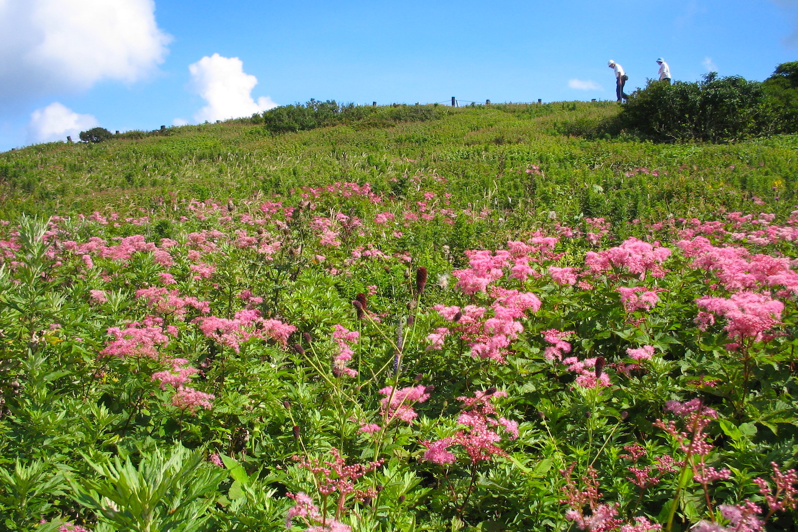 伊吹山