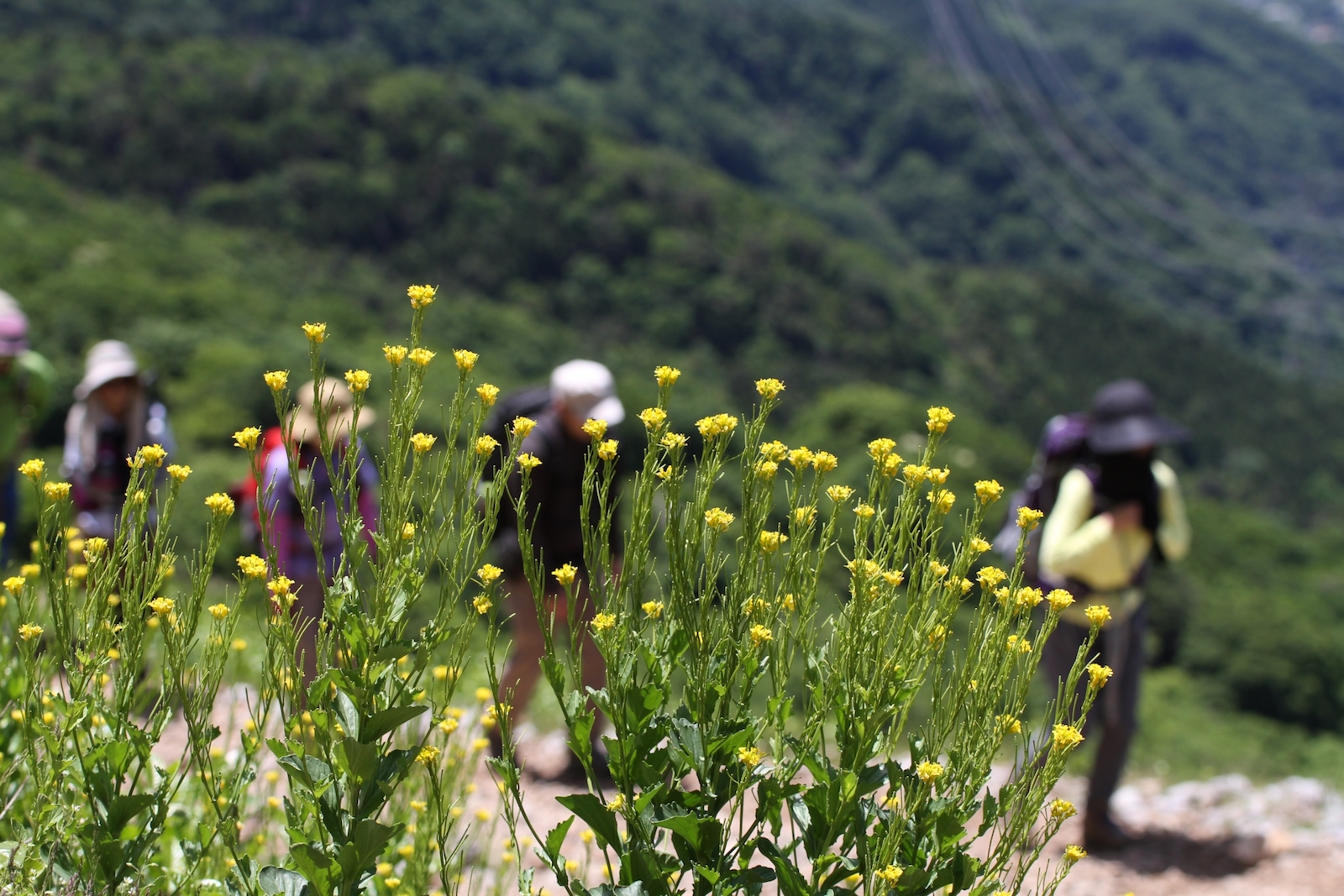 伊吹山