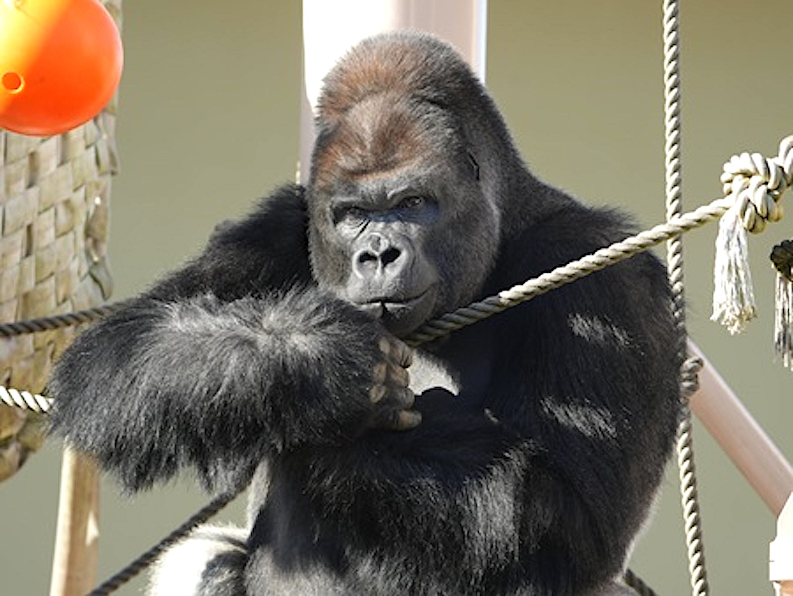 東山動植物園・シャバーニ