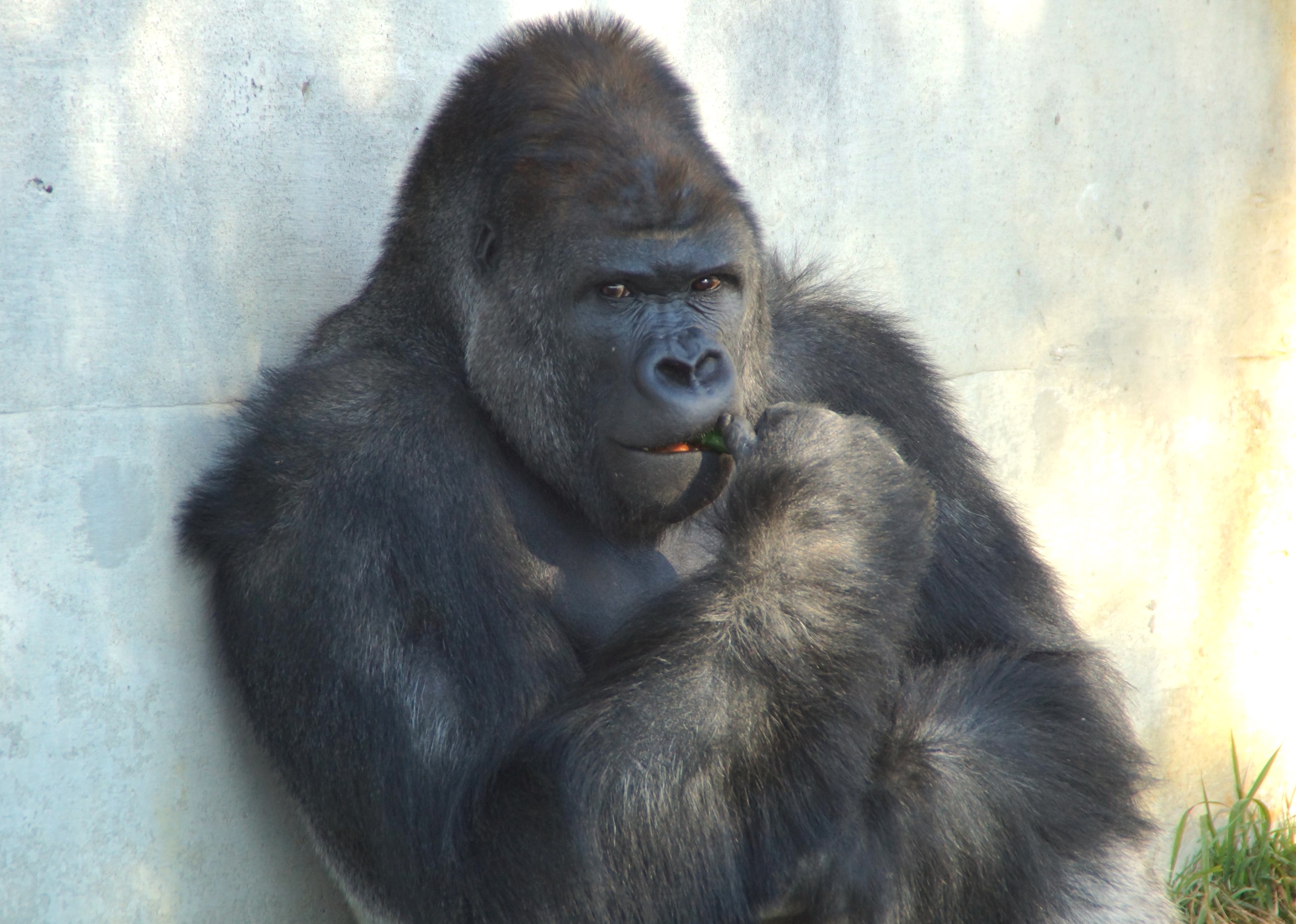 東山動植物園・シャバーニ