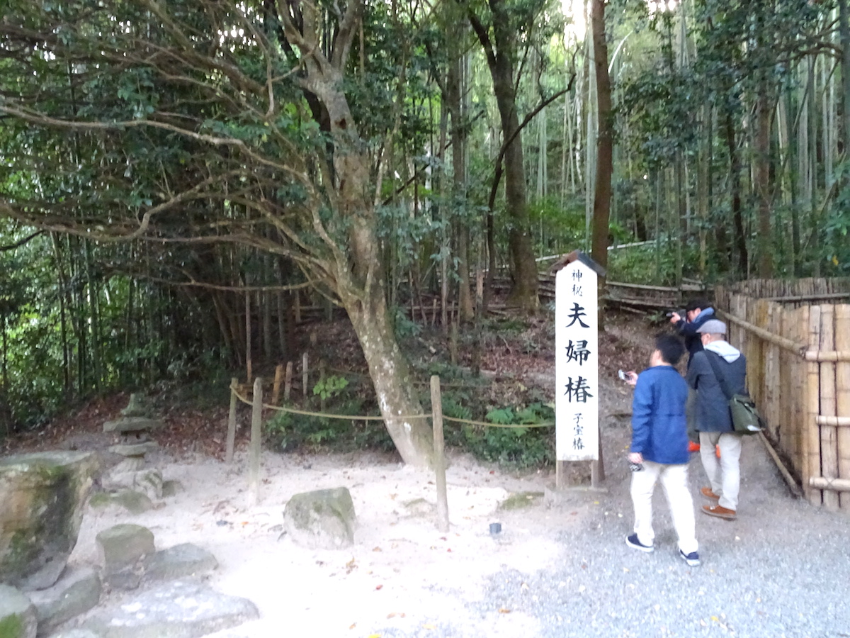八重垣神社・連理玉椿（夫婦椿）