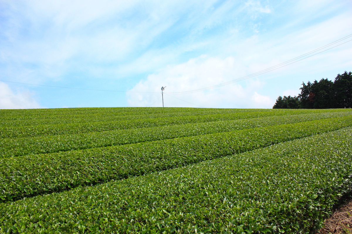 嬉野茶畑