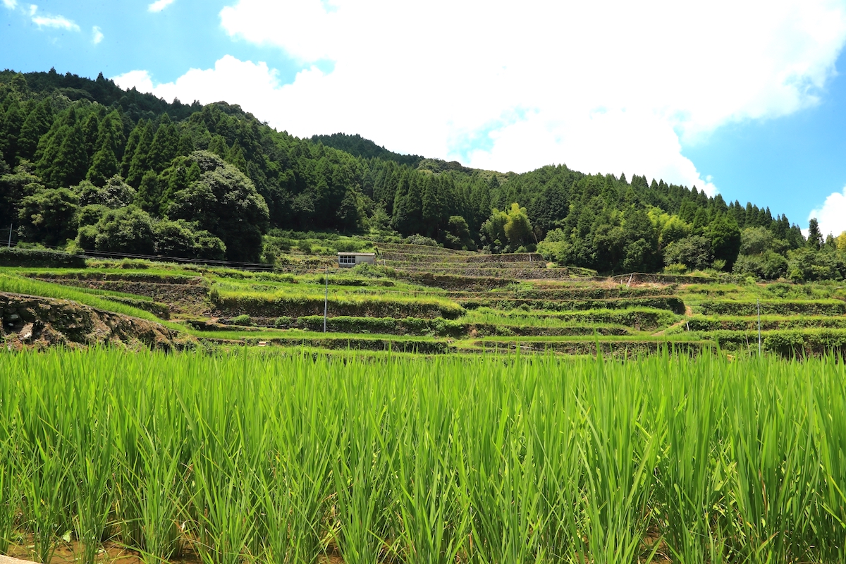 蕨野の棚田