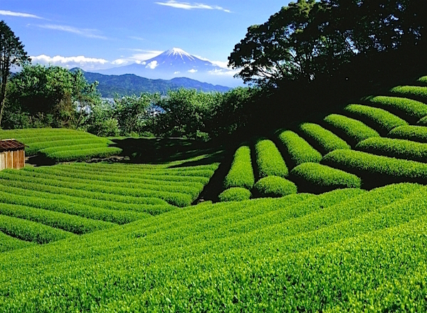 日本平