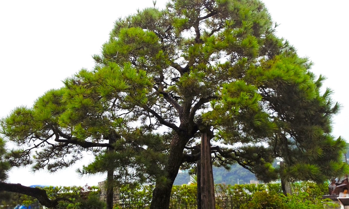 お宮の松