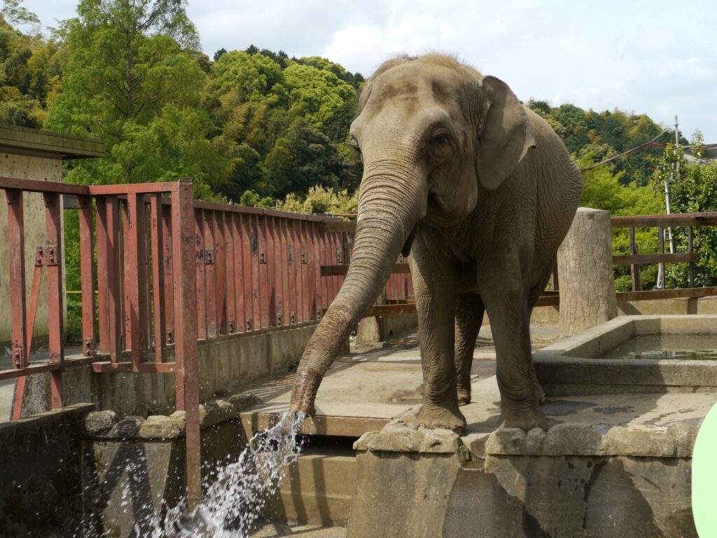 日本平動物園