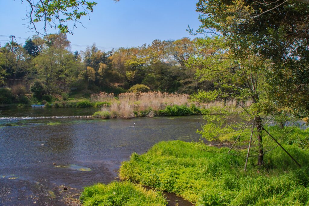 柿田川