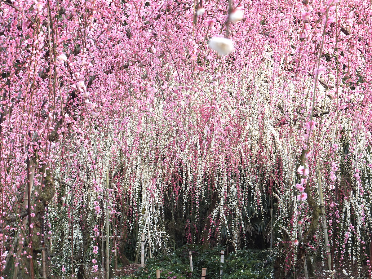 大草山昇竜しだれ梅園