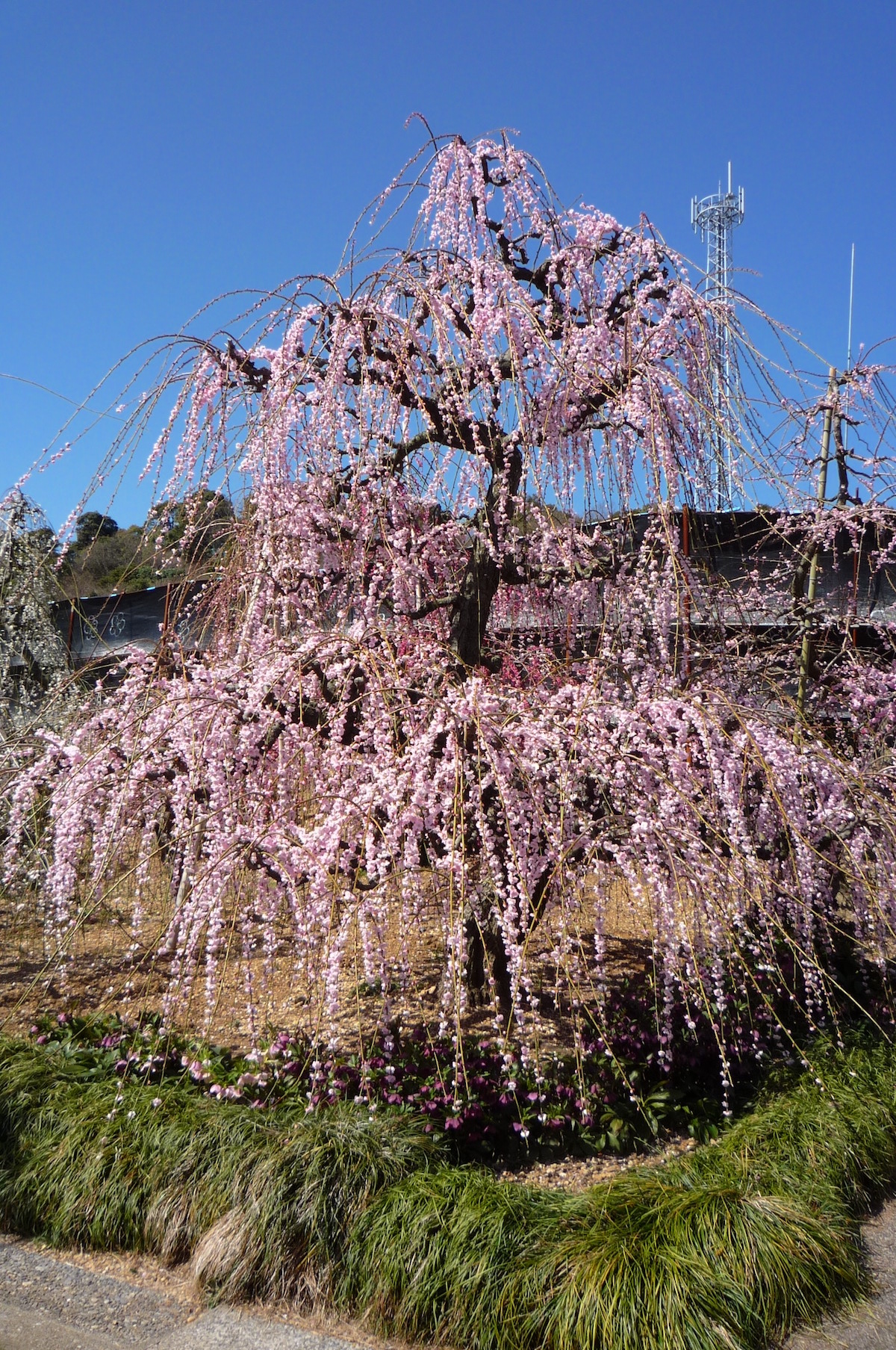 大草山昇竜しだれ梅園