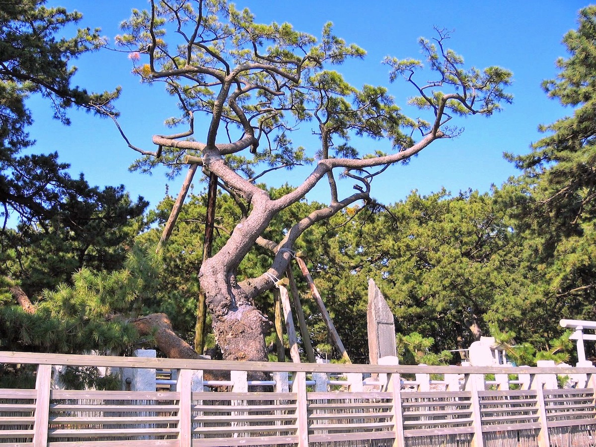 羽衣の松