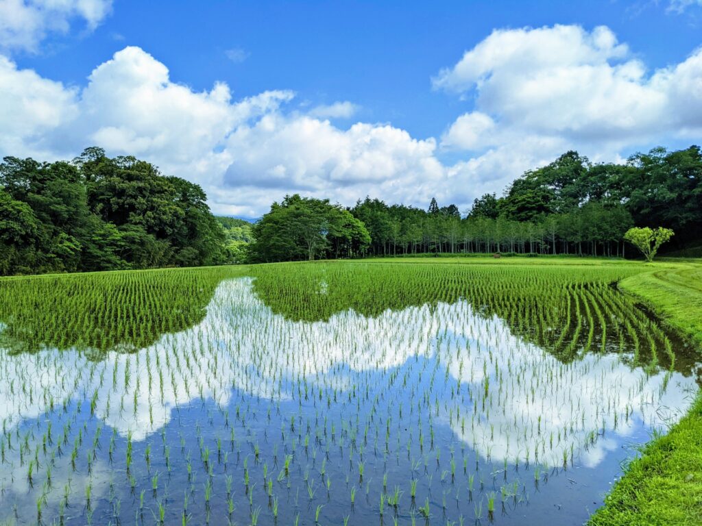 竹之下の棚田